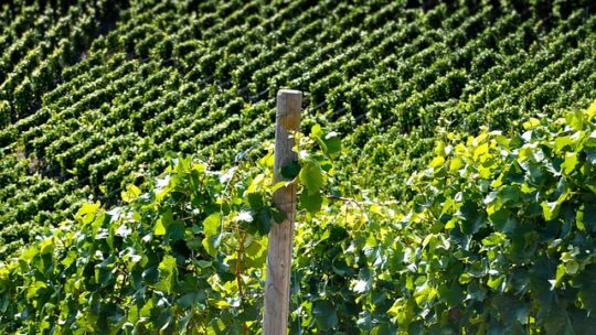 Tout savoir sur les vins de Jura