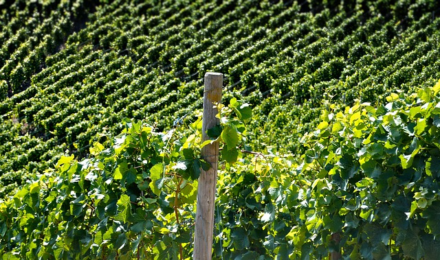 Tout savoir sur les vins de Jura