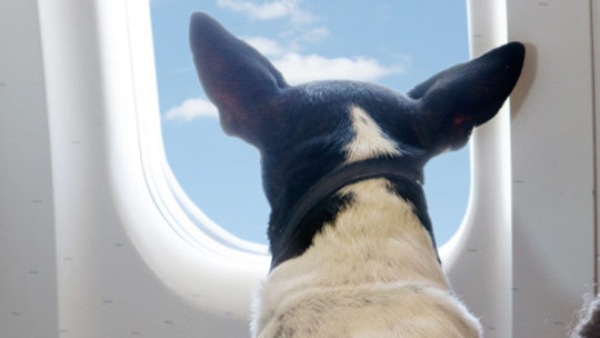 Est-il possible de prendre l’avion avec son animal de compagnie ?