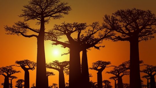 Partir en Afrique : pas toujours pour faire du safari