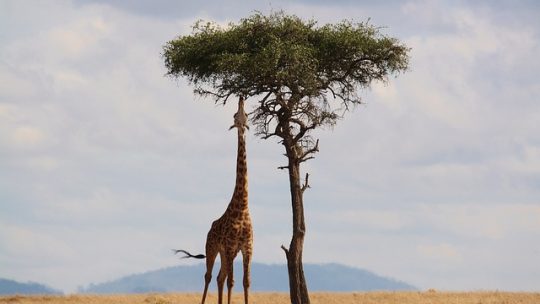 Safari : Quand y aller et où aller